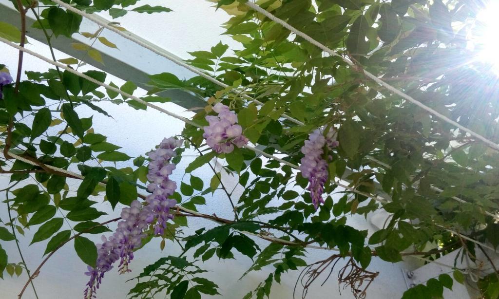 Hasayaki Homestay Sanxing Esterno foto