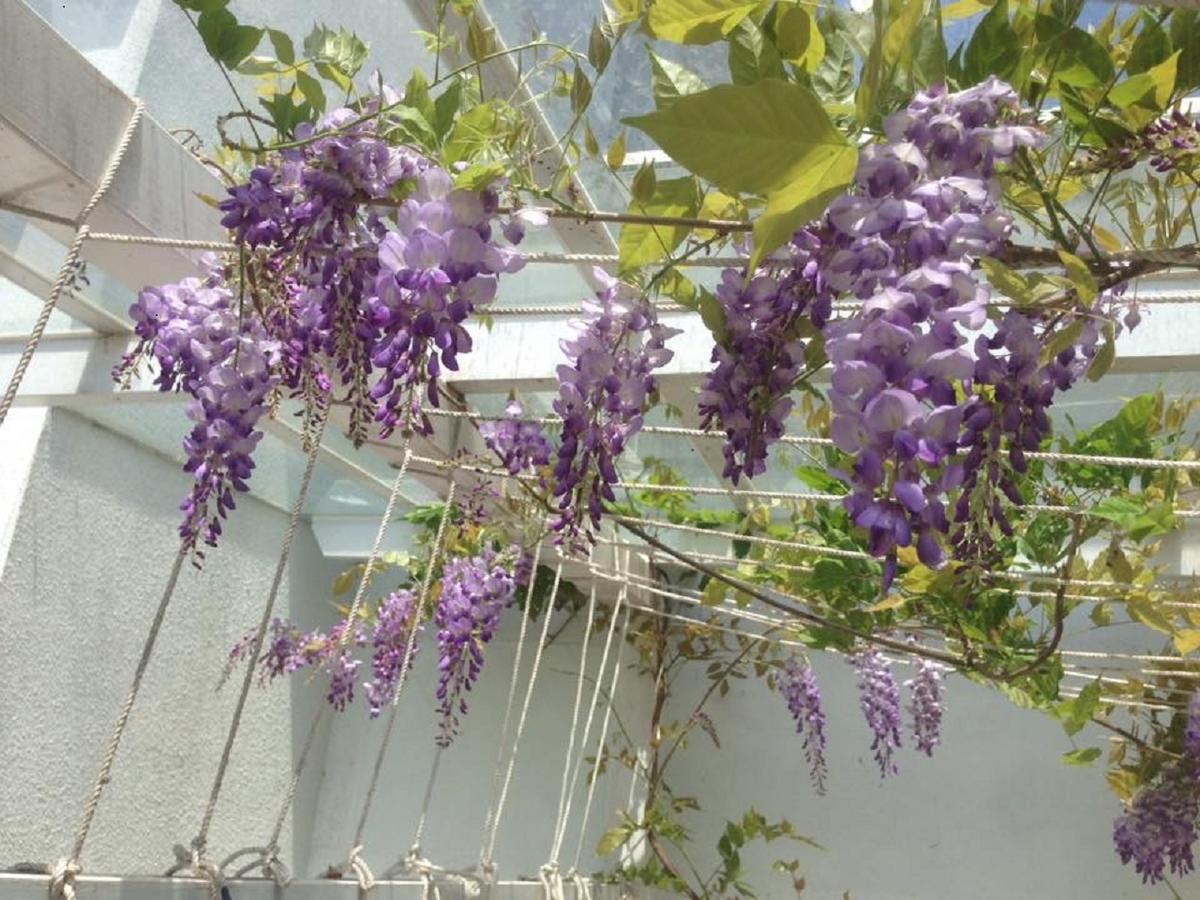 Hasayaki Homestay Sanxing Esterno foto